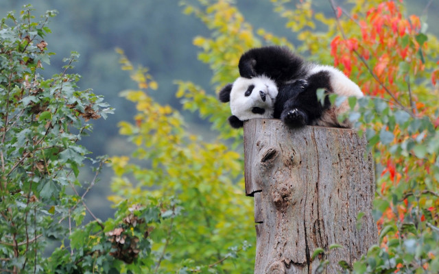 Panda wooden post autumn leaves free wallpaper - medium preview image