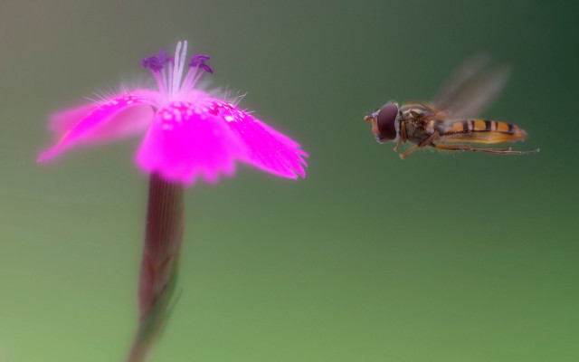 Bee pinkflower greenbackground macro glowing free wallpaper - medium preview image