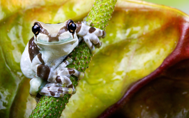 Frog on red yellow leaf free wallpaper - medium preview image