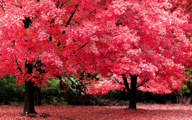 Red tree bench autumn leaves free wallpaper - medium preview image