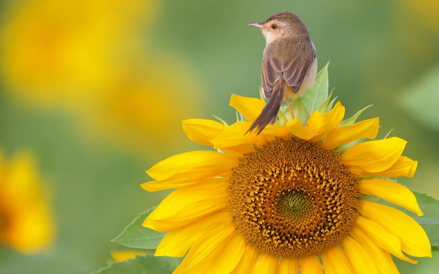 Bird sunflower field ecological wildlife free wallpaper - medium preview image
