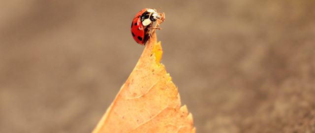 Ladybug leaf sidewalk fall macro free wallpaper - medium preview image