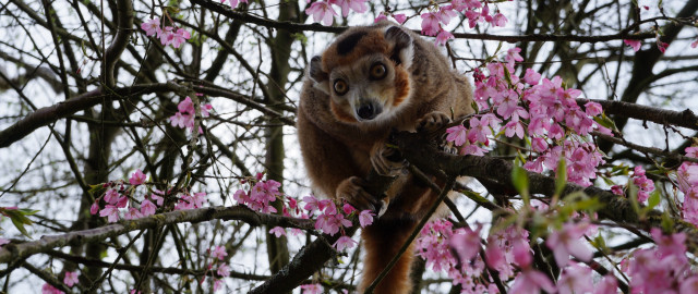 Monkey sitting branch pink flowers free wallpaper - medium preview image