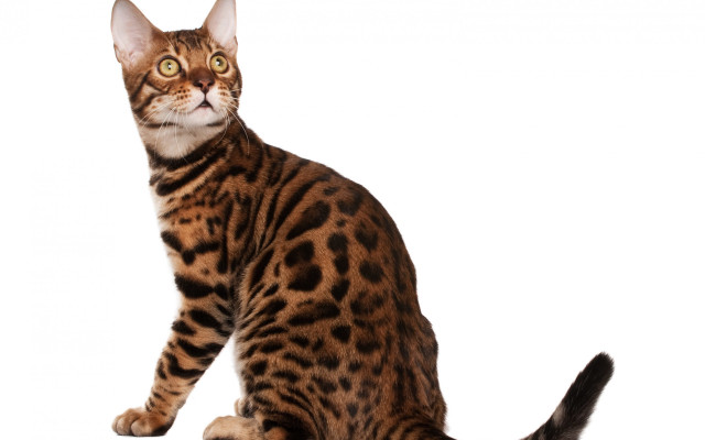 Cat tiger calico spot ears free wallpaper - medium preview image