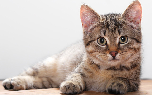 Sad cat wooden floor symmetrical free wallpaper - medium preview image