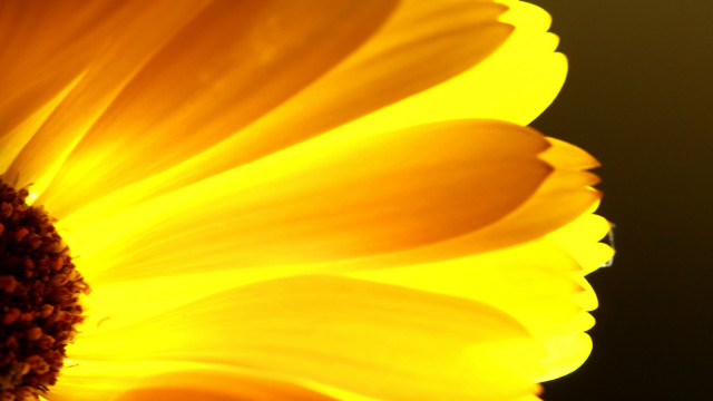 Sunflower macro yellow center black free wallpaper - medium preview image