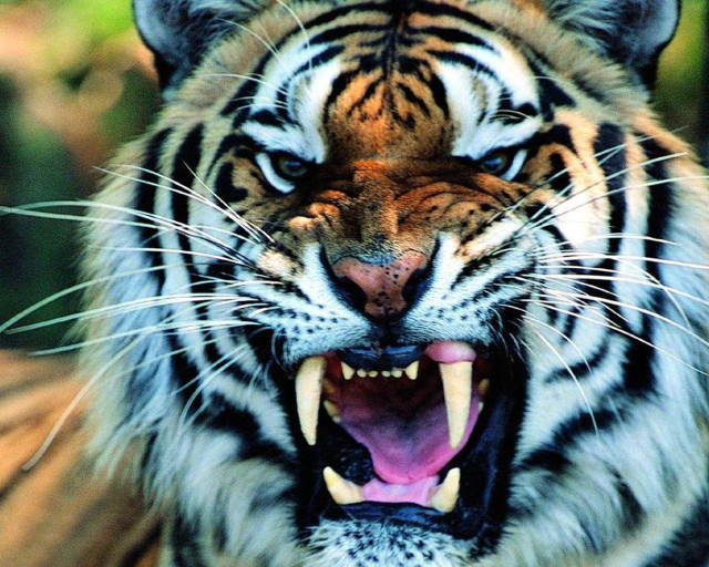 Tiger mouth open teeth showing free wallpaper - medium preview image