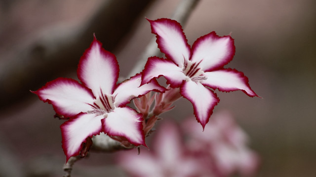 Flower bug butterfly cherry blossoms free wallpaper - medium preview image