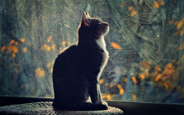 Cat cushion window leaves rain free wallpaper - medium preview image