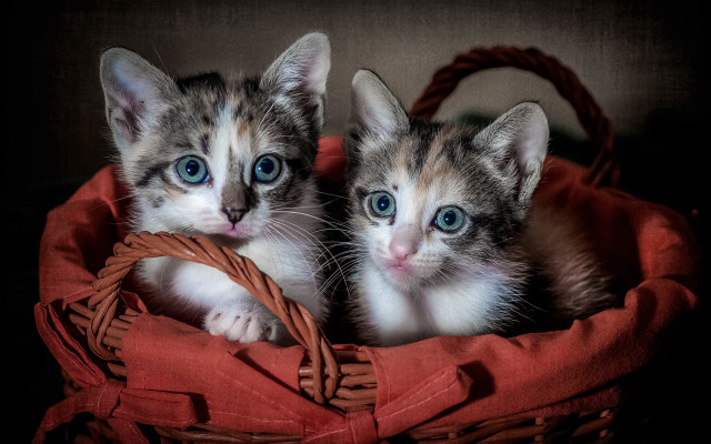 Kittens basket blue eyes red free wallpaper - medium preview image