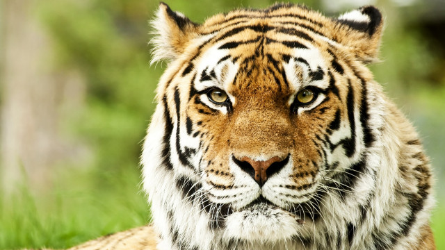 Tiger laying grass serious looking free wallpaper - medium preview image