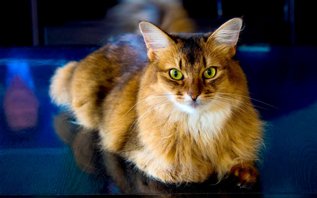 Cat bronze sculpture green eyes free wallpaper for desktop - medium preview image