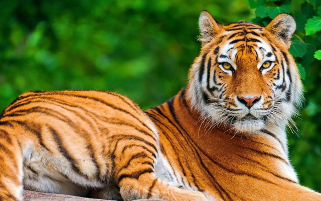 Tiger laying rock grass trees free wallpaper - medium preview image