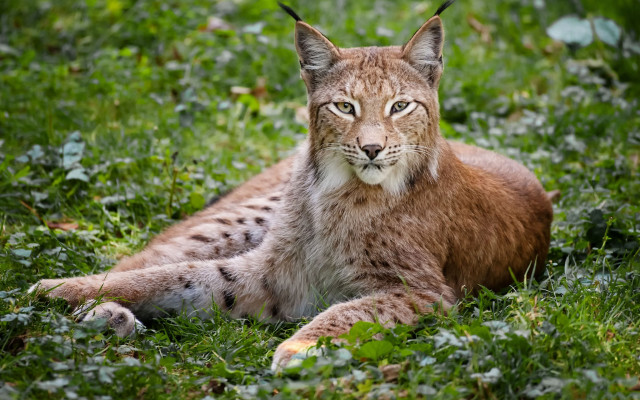 Lynx staring grass nature focus free wallpaper - medium preview image