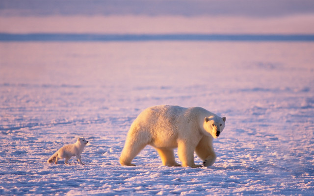 Polar bear cub snow arctic free wallpaper - medium preview image