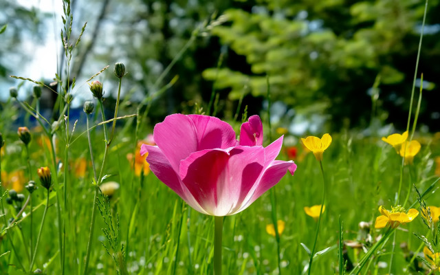 Pink flower field butterfly blurry free wallpaper - medium preview image