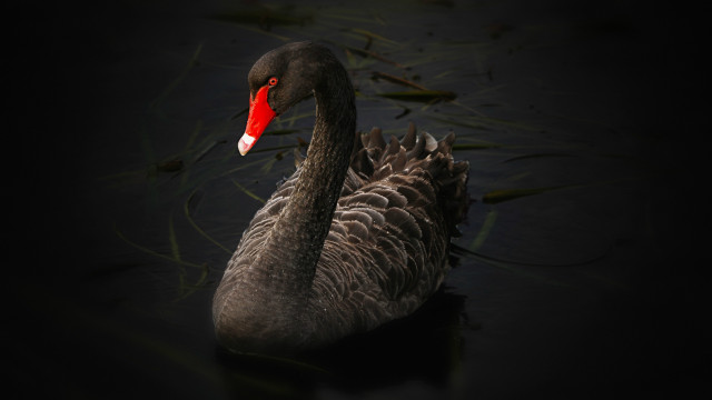 Black swan red beak floating free wallpaper - medium preview image