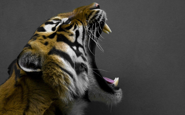 Tiger showing teeth black white free wallpaper - medium preview image