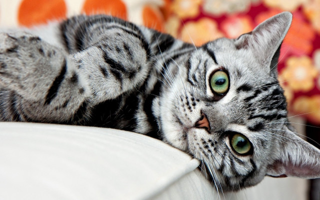Cat couch pillow flower heterochromia free wallpaper - medium preview image