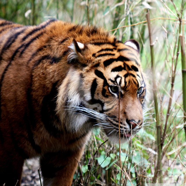 Tiger walking forest tall grass free wallpaper - medium preview image