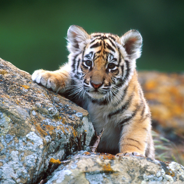 Tiger cub climbing rock sunny free wallpaper - medium preview image