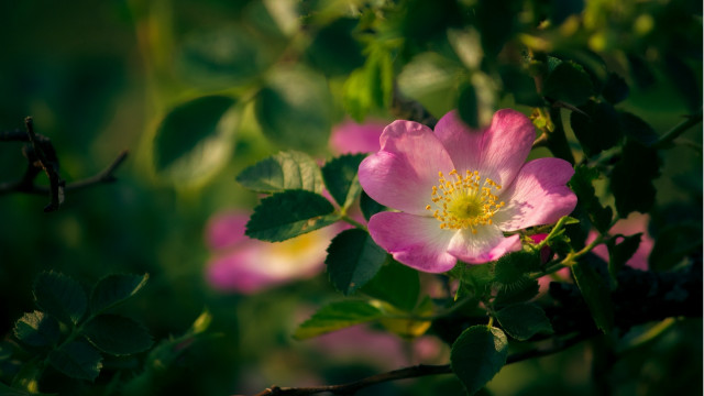 Pink flower green leaves macro #13 free wallpaper - medium preview image