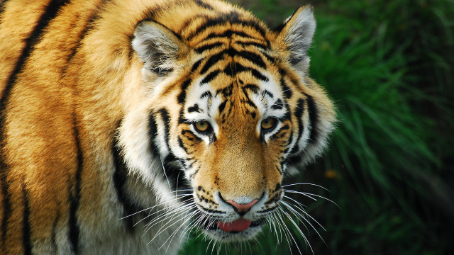 Tiger mane red nose looking free wallpaper - medium preview image