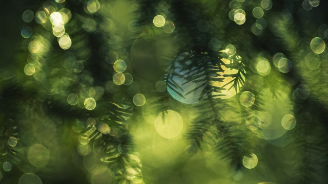Blurry pine tree ball bokeh free wallpaper - medium preview image