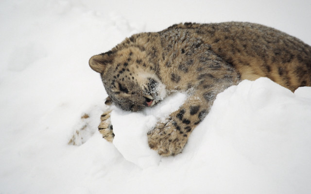 Snow leopard laying open mouth free wallpaper - medium preview image