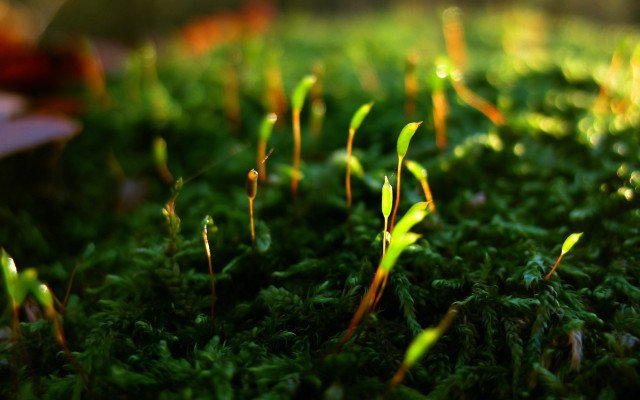 Grass leaves macro nature blurry free wallpaper - medium preview image