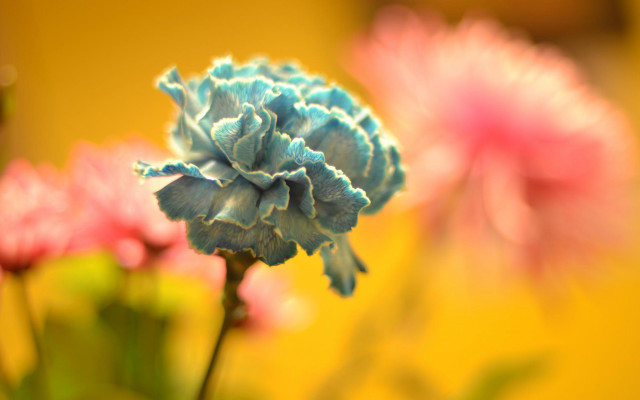 Flower bokeh autumn sunset sunflower free wallpaper - medium preview image
