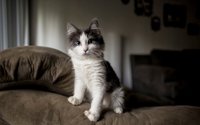 Sad cat couch rococo felix free wallpaper - medium preview image