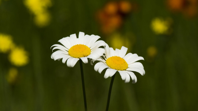 White flowers yellow background bokeh free wallpaper - medium preview image