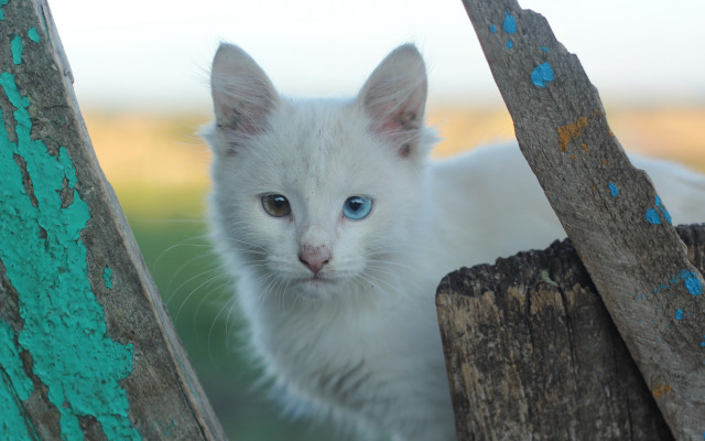 White kitten blue eyes fence free wallpaper - medium preview image