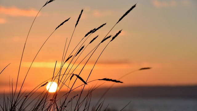 Sunset tall grass water clouds free wallpaper - medium preview image