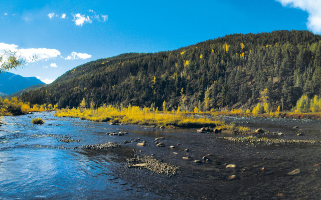 River forest hillside yellow flowers free wallpaper - medium preview image