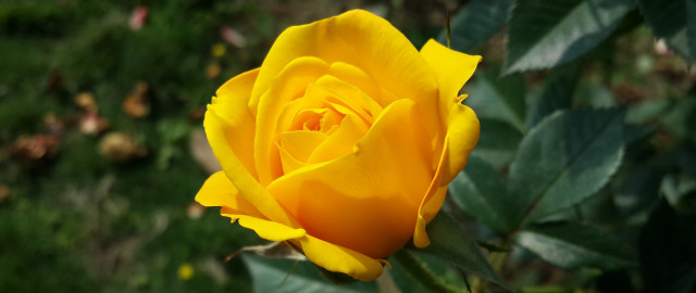 Yellow rose garden bokeh nature free wallpaper - medium preview image