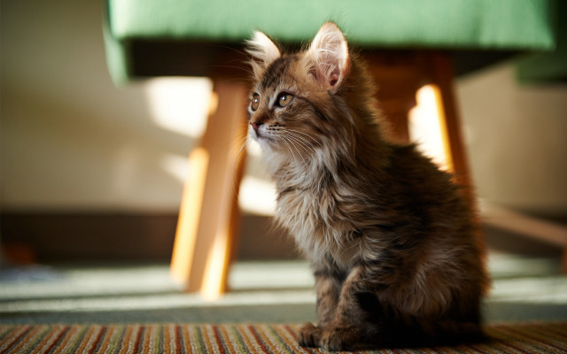 Kitten green chair upward blurry free wallpaper - medium preview image