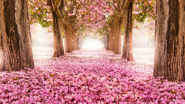 Pink flower pathway hanami spring free wallpaper - medium preview image