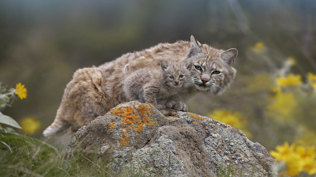Kitten rock field yellow flower free wallpaper - medium preview image
