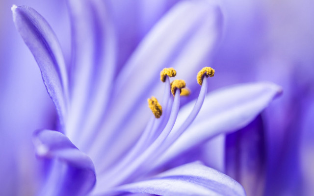 Purple flower yellow stamens macro #4 free wallpaper - medium preview image