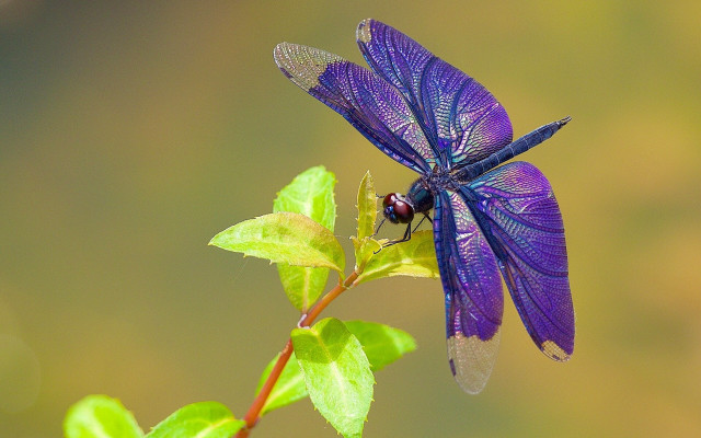 Blue dragonfly green leaf butterfly free wallpaper - medium preview image