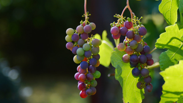 Grapes leaves green background still free wallpaper - medium preview image
