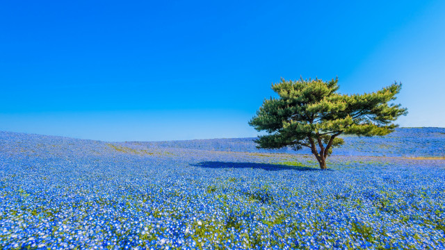 Lone tree blue flower mountain free wallpaper - medium preview image