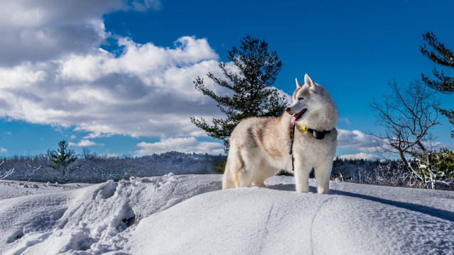 Husky snow trees blue sky free wallpaper - medium preview image