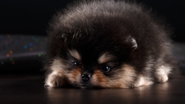 Small dog sad tired head free wallpaper - medium preview image
