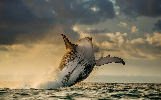 Humpback whale jumping ocean cloudy free wallpaper - medium preview image