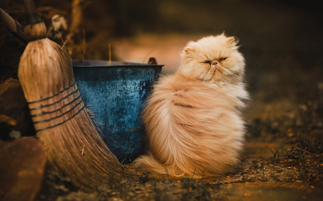 Fluffy cat blue bucket brooms free wallpaper - medium preview image