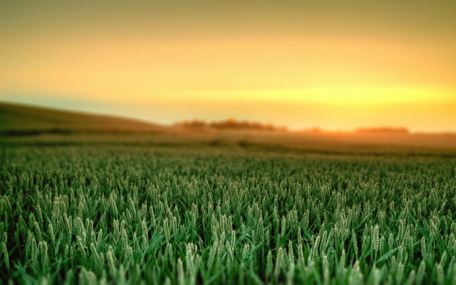 Sunset grass field tiltshift blurry free wallpaper - medium preview image