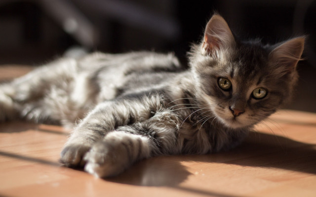 Cat silver superflat tiltshift animal free wallpaper - medium preview image